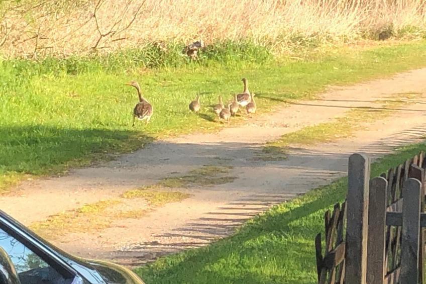 mit Sauna und Kaminofen - foto 35