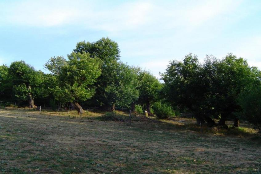 La Chataigne - foto 34