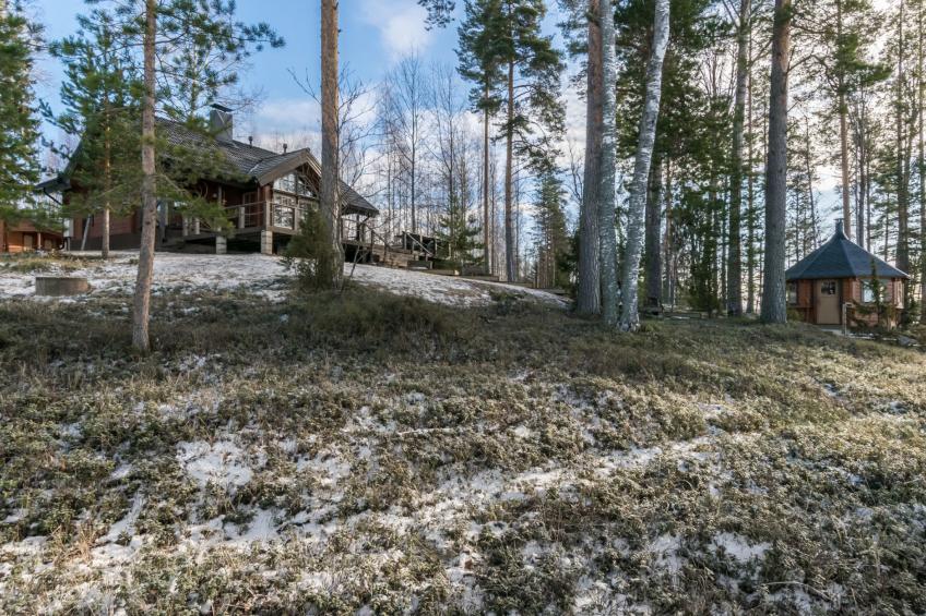 Puolen hehtaarin metsä - foto 4