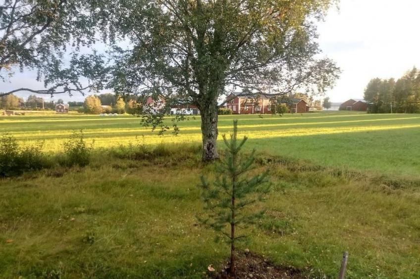 in Vindeln mit Garten, Terrasse und Grill - foto 14