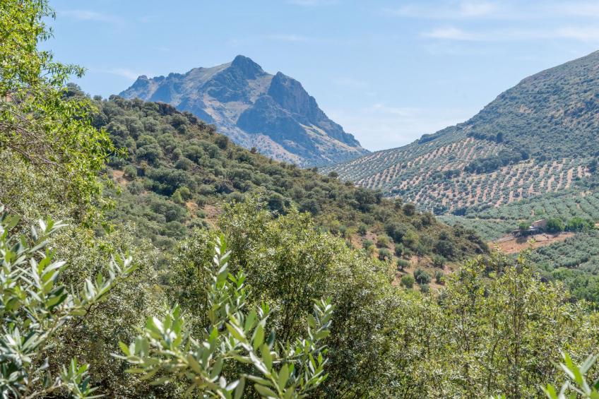 Cerro de la Cruz,charmantes Bauernhaus mit bester Aussicht,im Zentrum Andalusie - foto 57