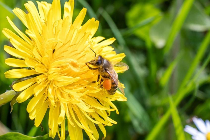 Elztalblick - foto 31