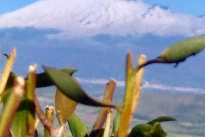 Alley's Haus - foto 23