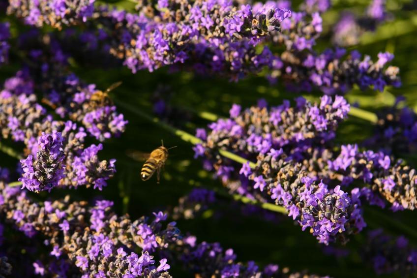 Dalmatinisches Landhaus Martin - foto 50