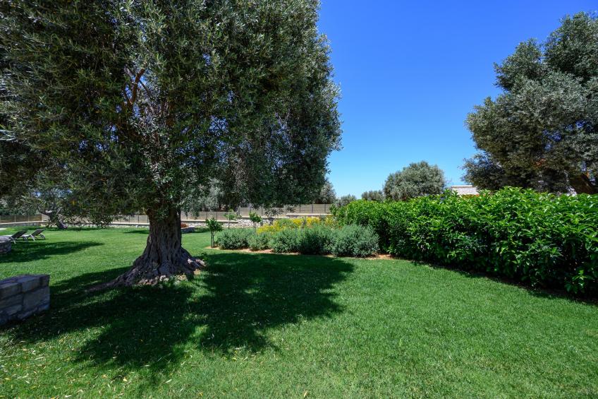 Rosemary - foto 36
