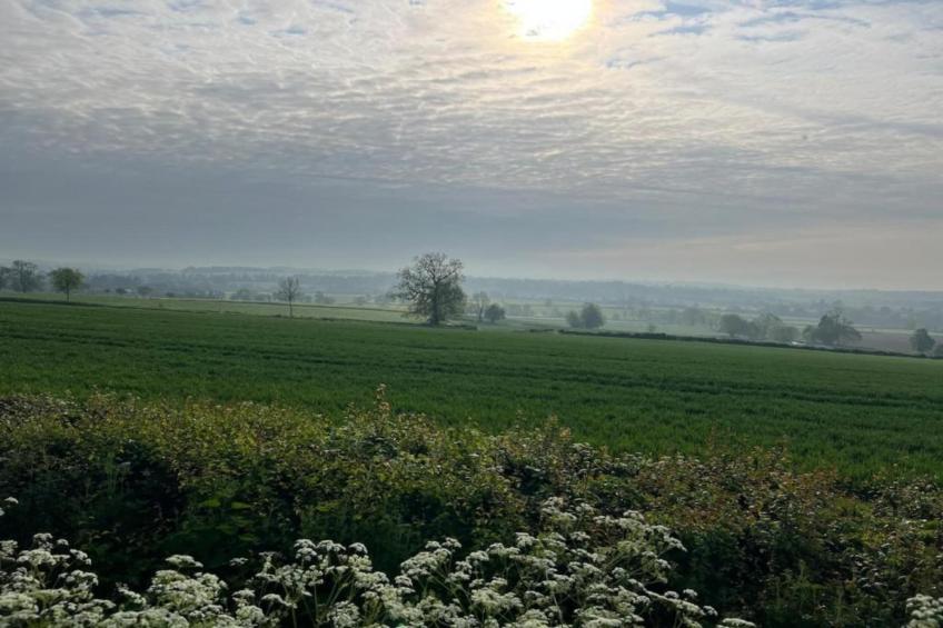 The Cornflower - foto 33