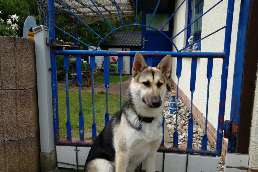 Ferienbungalow auf Gartengrundstück - foto 6