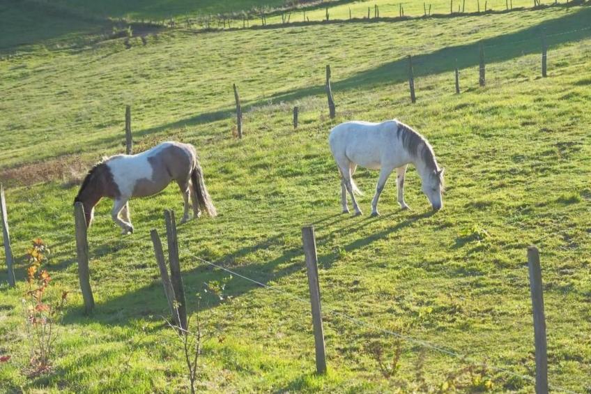 Exklusives Ferienhaus mit Terrasse und Garten - foto 21