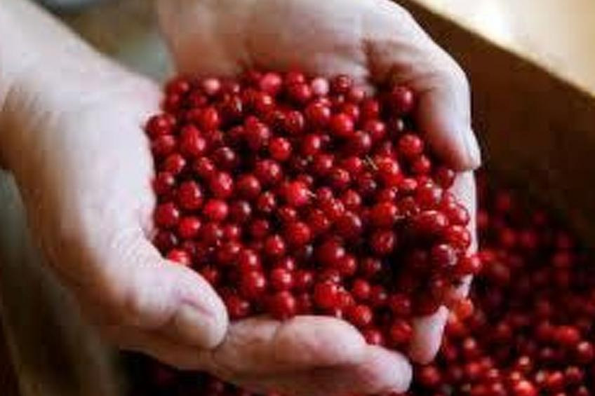 Holzhaus mit Terrasse, direkt an einer Bucht - foto 22