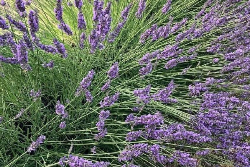 Côte d'Azur ganze Villa beheizter Pool Meerblick - foto 40