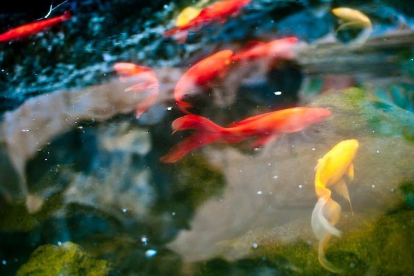 in La Matanza De Acentejo mit Großem Garten und Panoramablick - foto 8