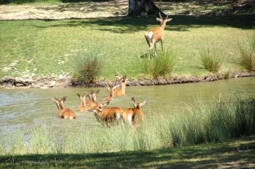 Maison de vacances - CHILLEURS-AUX-BOIS - foto 33