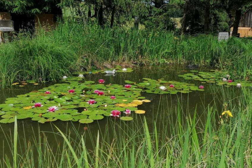 Am Ferienhof - foto 14