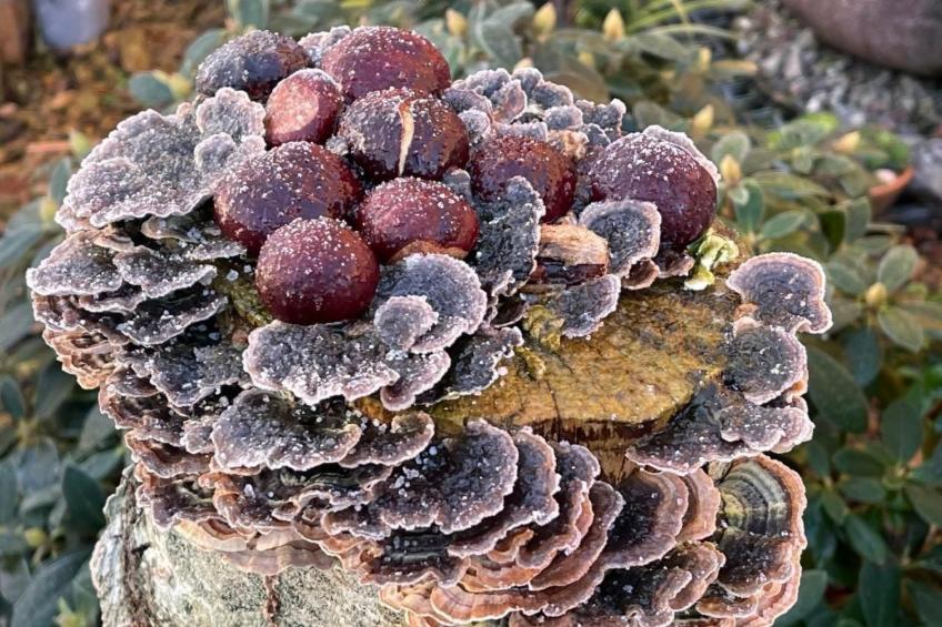 Ruhige Wohnung in Risum mit Garten und Terrasse - foto 30