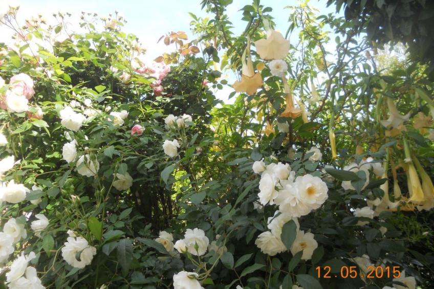 Wohnung "Les roses" auf einem eingemauerten Grundstück - foto 28
