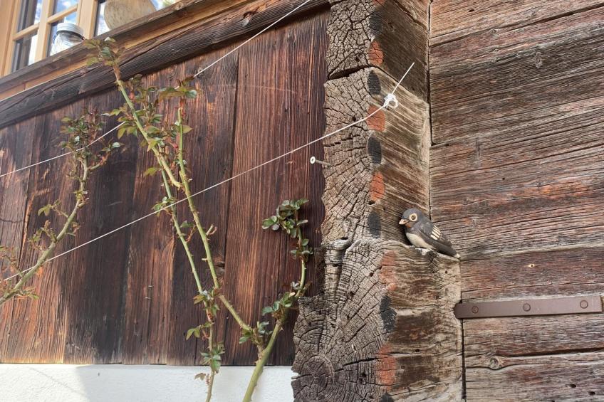 Gartenstudio "Belle Vue" - foto 14