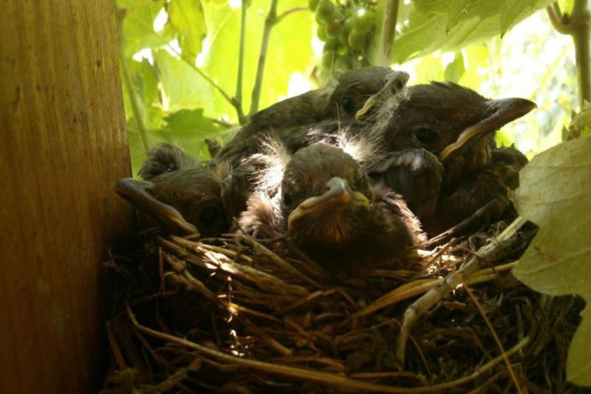 Pannonia M03 - foto 25