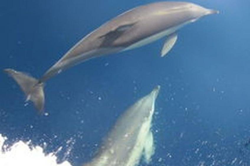 Finikas Garden Nikit - foto 25