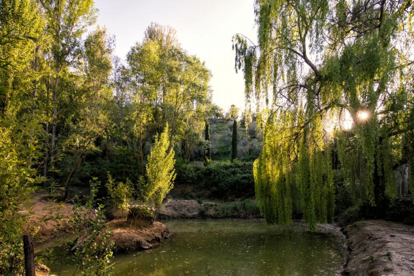 Il Poggio Degli Olivi  Superior 2-room 4 - foto 14