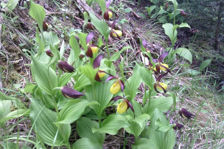 Tschlin Chasa La Resgia, (Tschlin) - foto 37