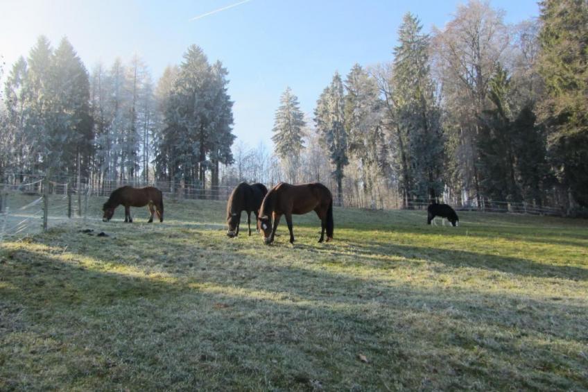 Tieroase Grünegg - foto 23