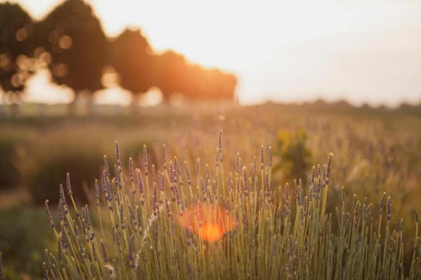 Villa Carpaneto - foto 21