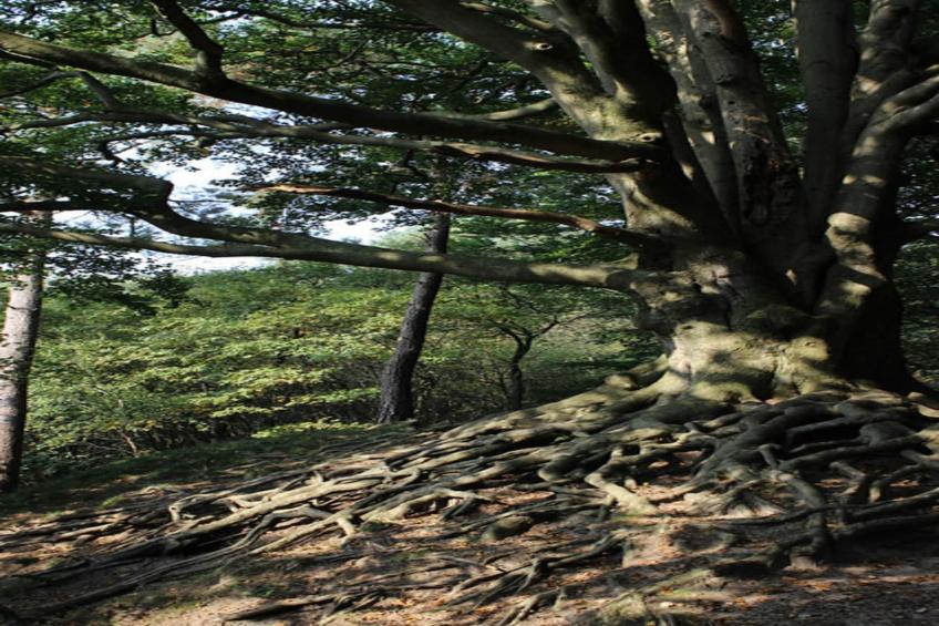 Dwergarend 17-30 - foto 30