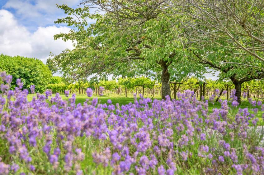 Jabajak Vineyard - foto 25