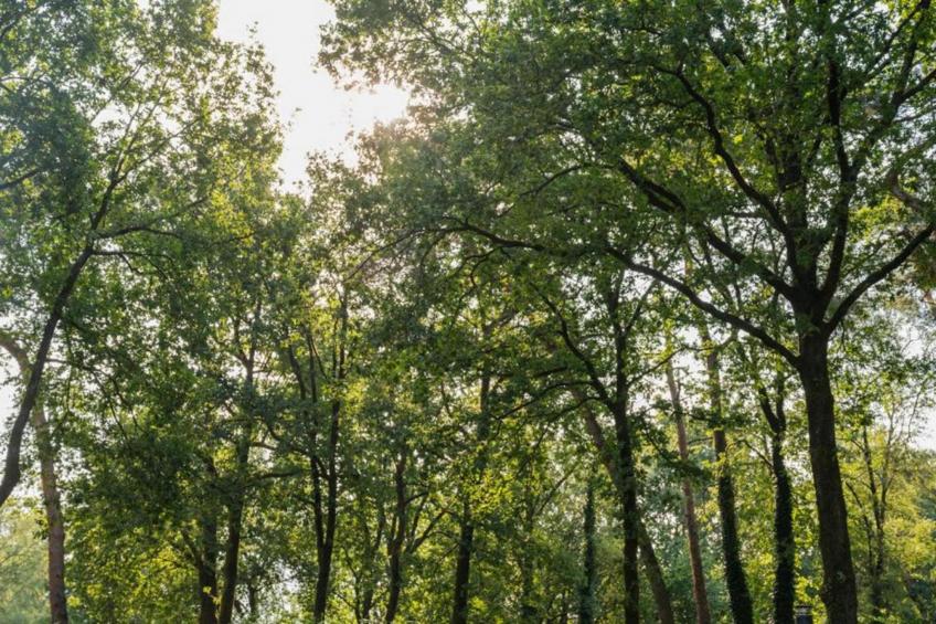 Vakantiepark De Rimboe & De Woeste Hoogte 21 - foto 40