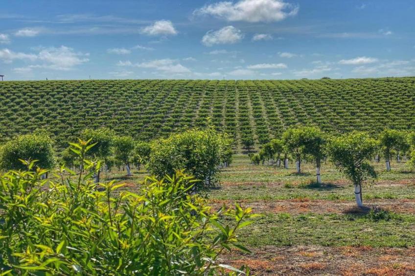 La Lavanda - foto 35