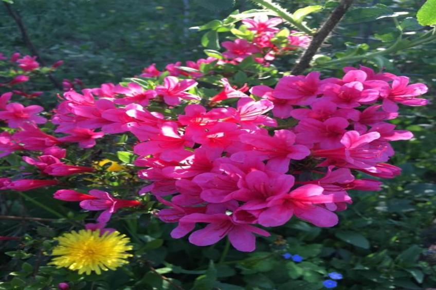 Hausboot in Zehdenick - foto 25