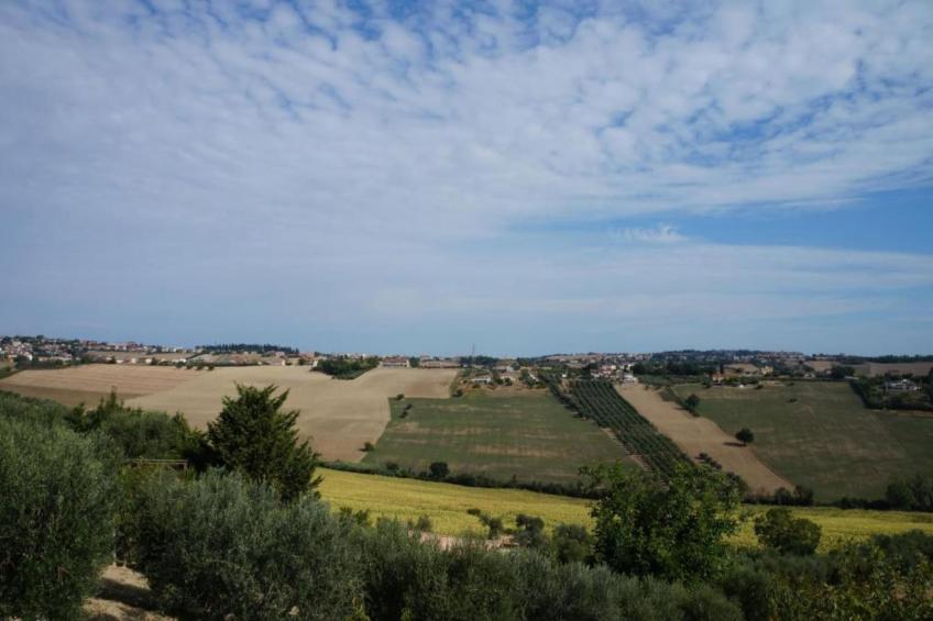 Olio - foto 31