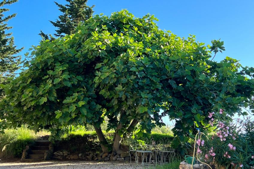 Exklusiv Ferienhaus Elba mit Panorama und Garten - foto 17