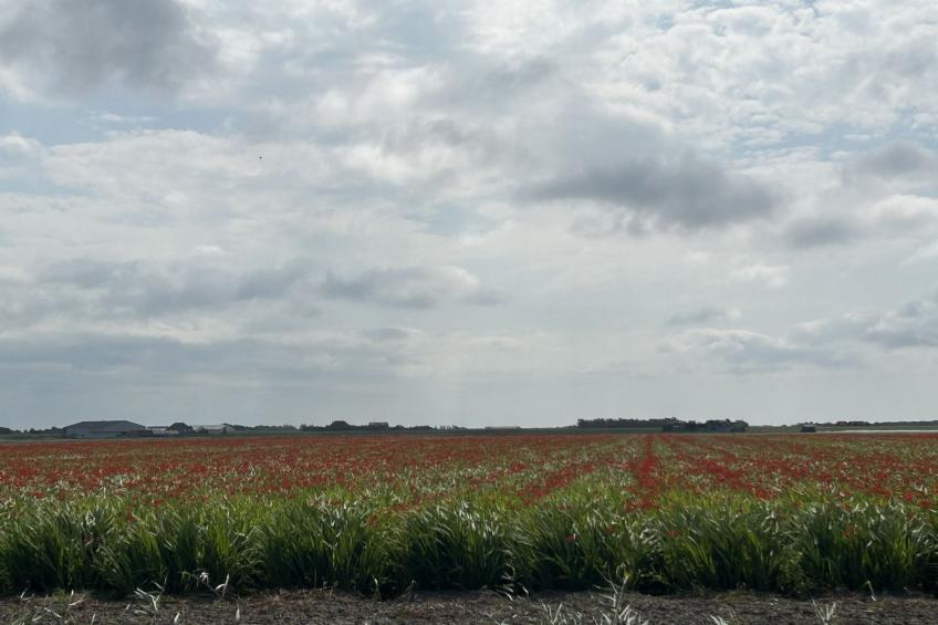 Rusthoeve - foto 18