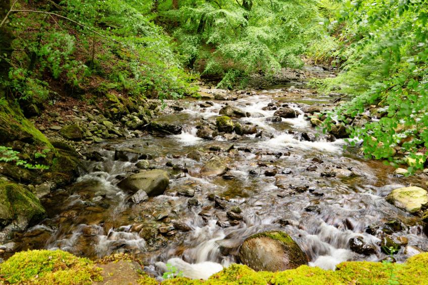 Hermon Bach - foto 5