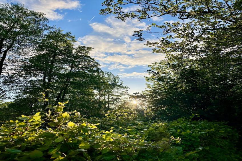 Groepsaccommodatie + 4 large greenhouses (36 personen) - foto 30