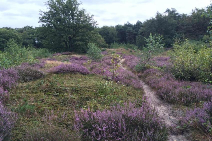 Vakantiepark Klein Vink - foto 29