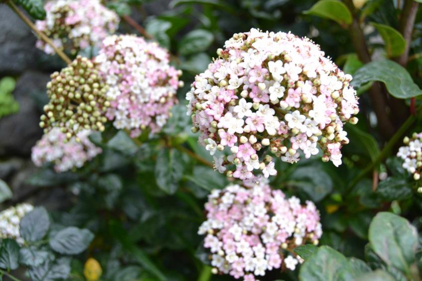 Tradicampo-Casa do Tanque - foto 9