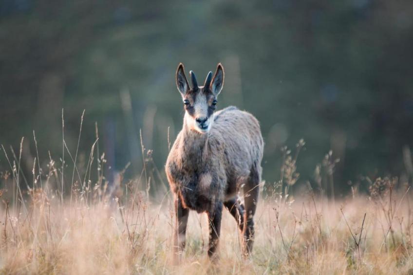 Le Chamois - foto 38