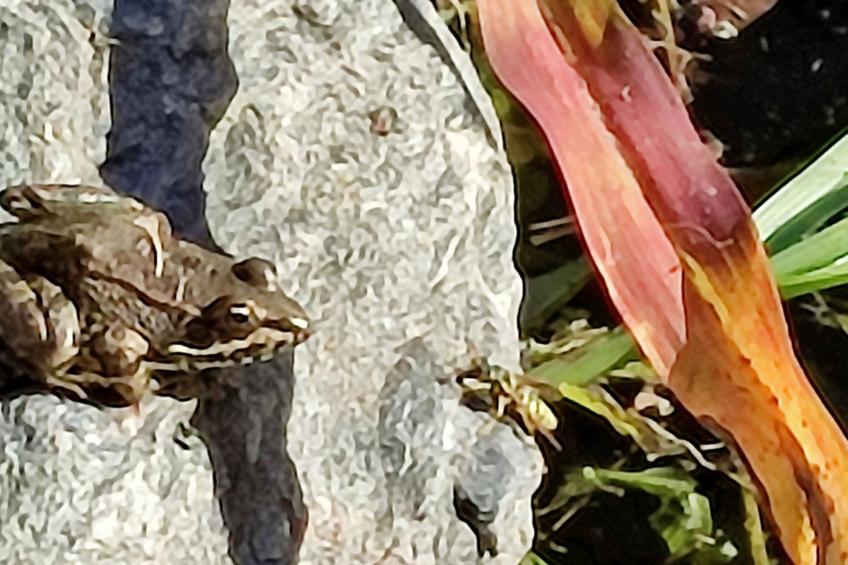Gemütliches Haus mit Schwimmbad in La Alpujarra - foto 29