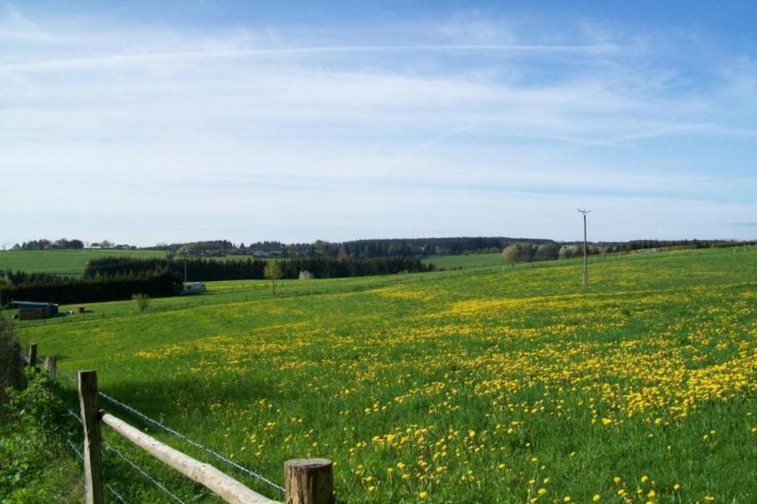 Am Grünen Wald - foto 33