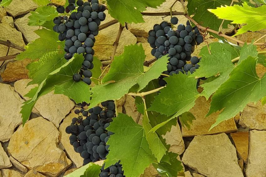 mit Kamin, Terrasse und Meerblick - foto 52