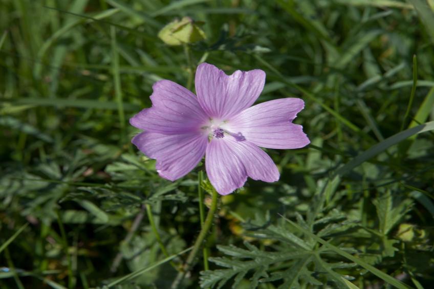 Comfort 4p Schlafzimmer - Basic - foto 7
