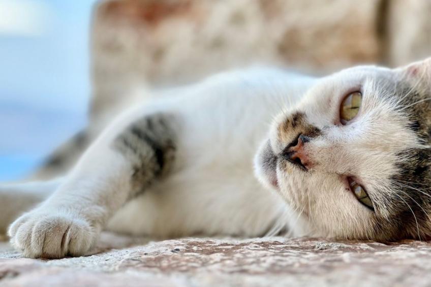 Prächtige Villa in spektakulärer Lage - foto 33