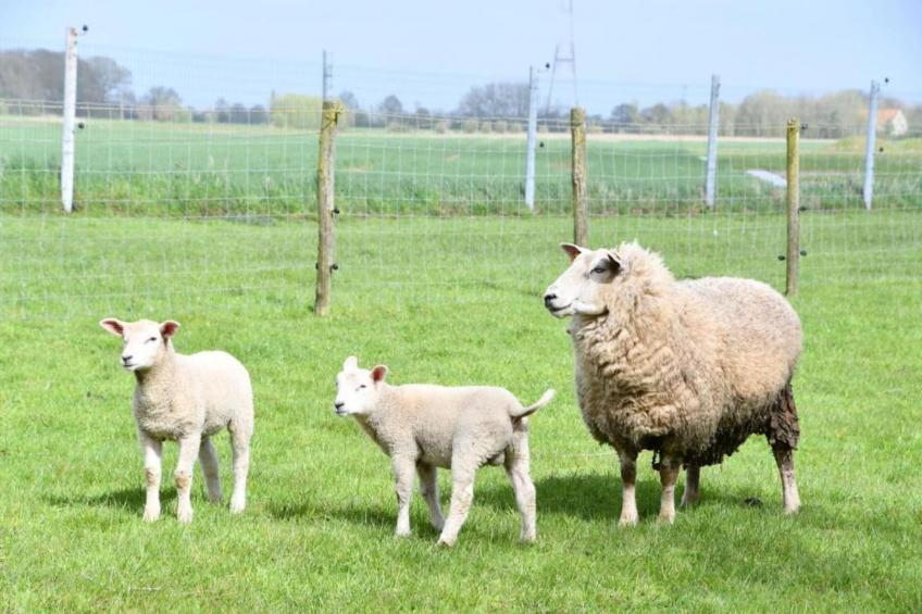 VIVIANE 0501 - foto 40