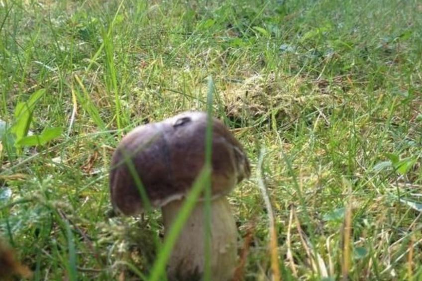 Ferienvilla "Willa Vinci Rozewie" - foto 9