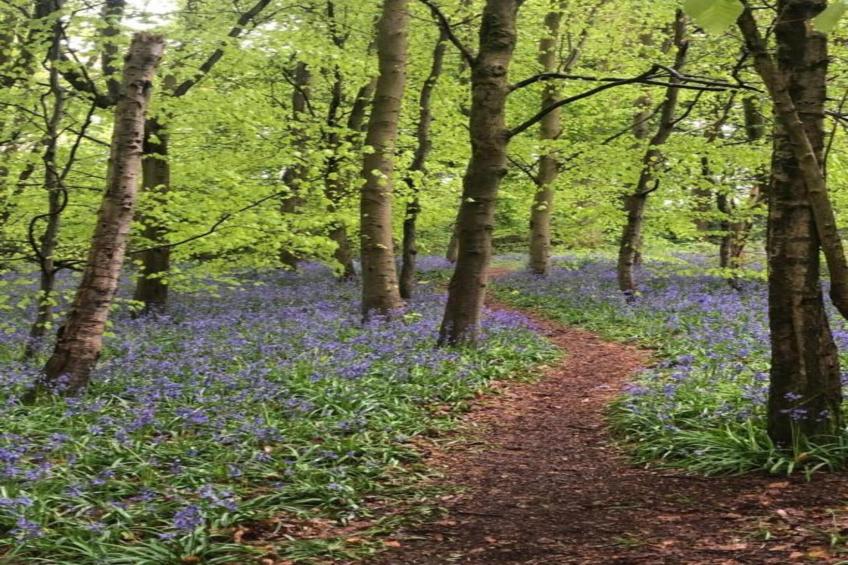 Netley Hall - Jasmine - foto 20