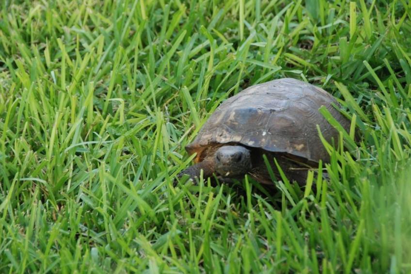 Familienfreundliche Villa nahe der Disney-Parks - foto 46