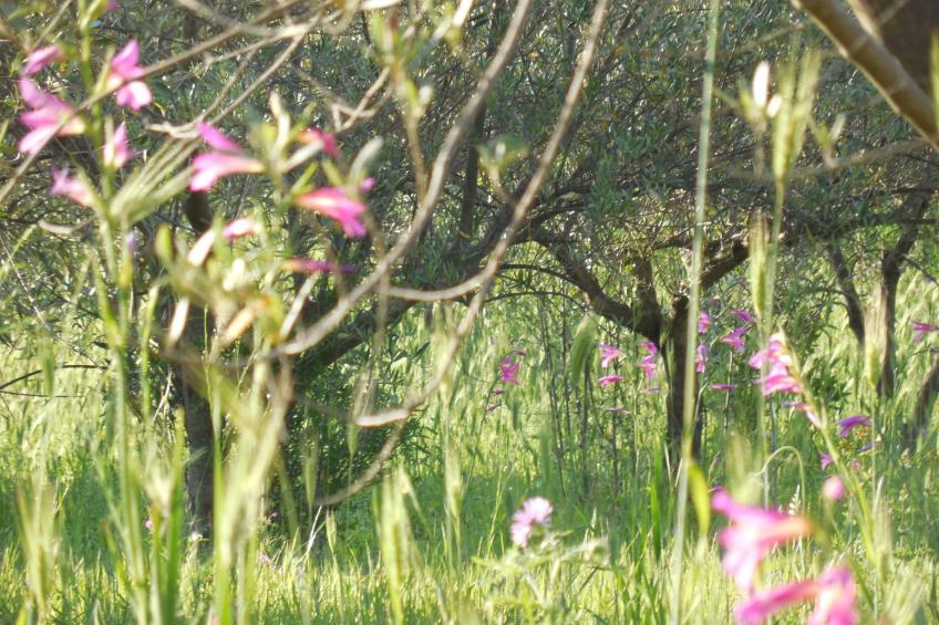 Behagliches Ferienhaus mit Garten inmitten eines - foto 22