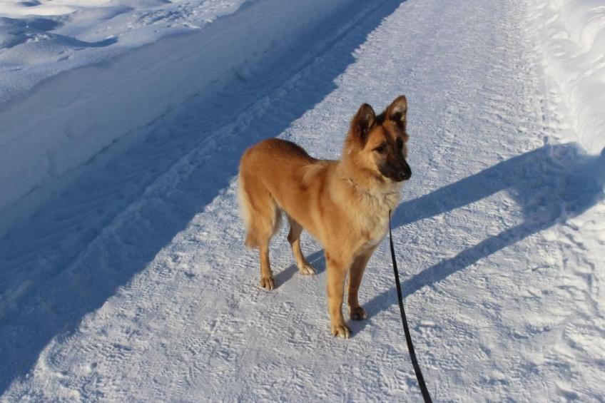 Alpkönigin - foto 30